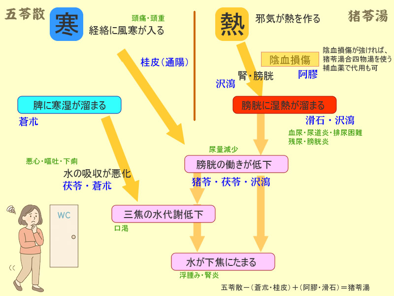 五苓散と猪苓湯の作用の違い